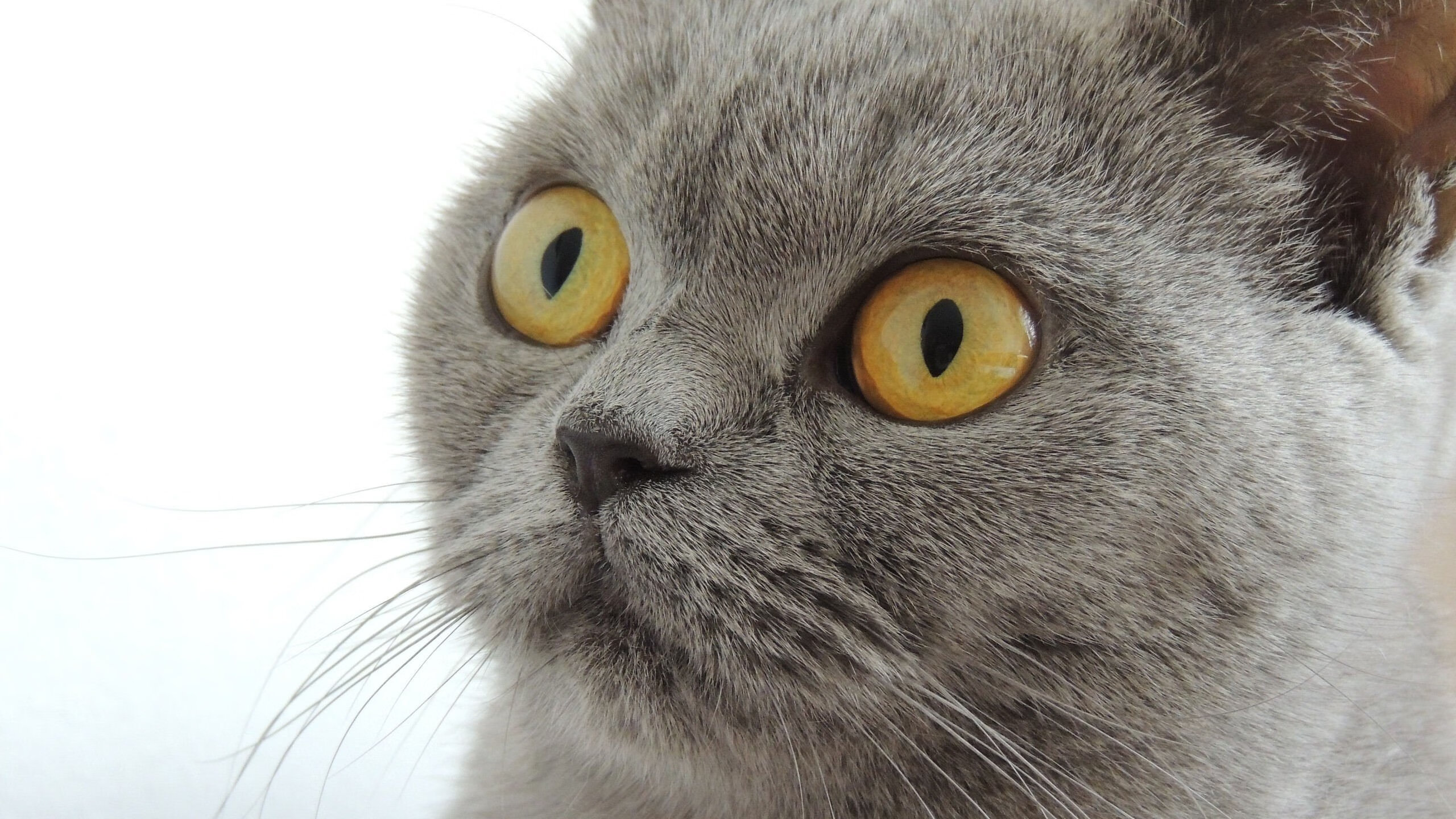 当平行宇宙的篮球传奇交织，山西铁骑冲垮紫金王朝，库里欧冠半决赛一剑封天